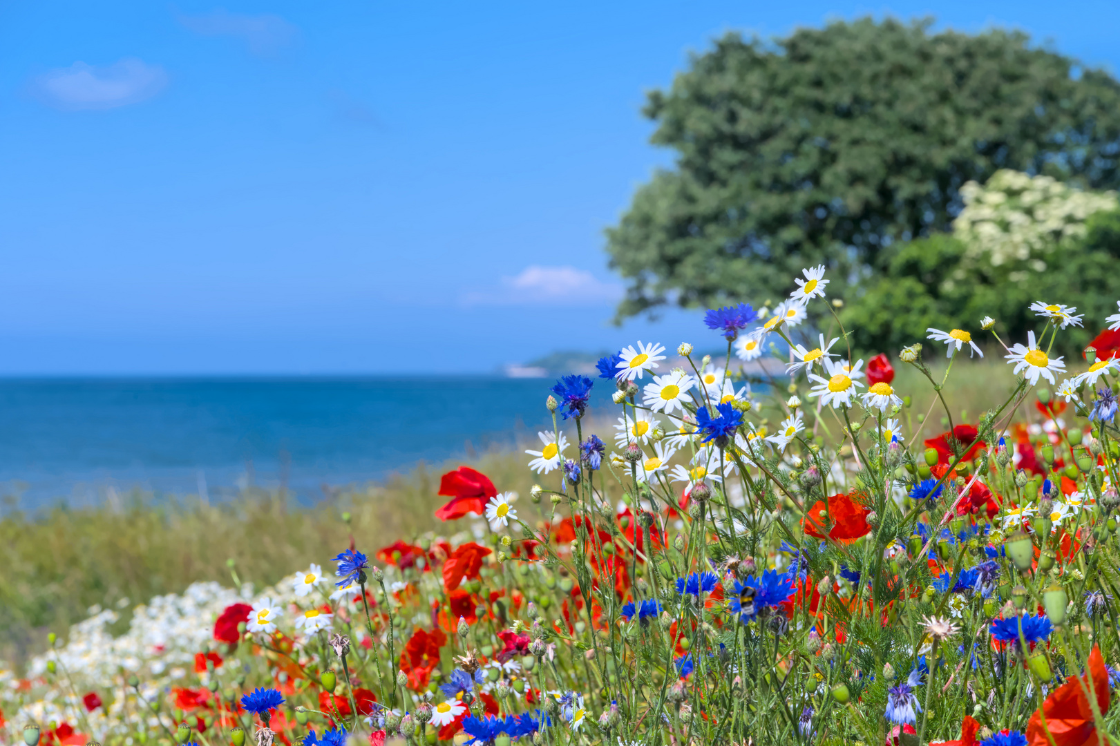 Wildblumenwiese vor der Westküste Bornholms