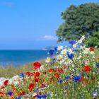 Wildblumenwiese vor der Westküste Bornholms