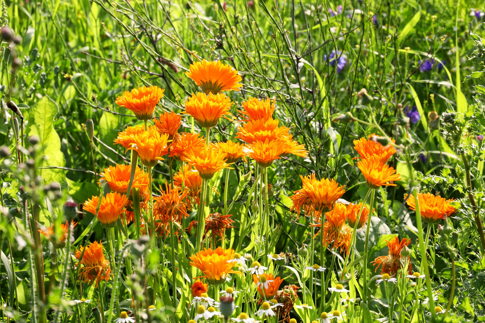 Wildblumenwiese  -  wildflower meadow  