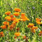 Wildblumenwiese  -  wildflower meadow  