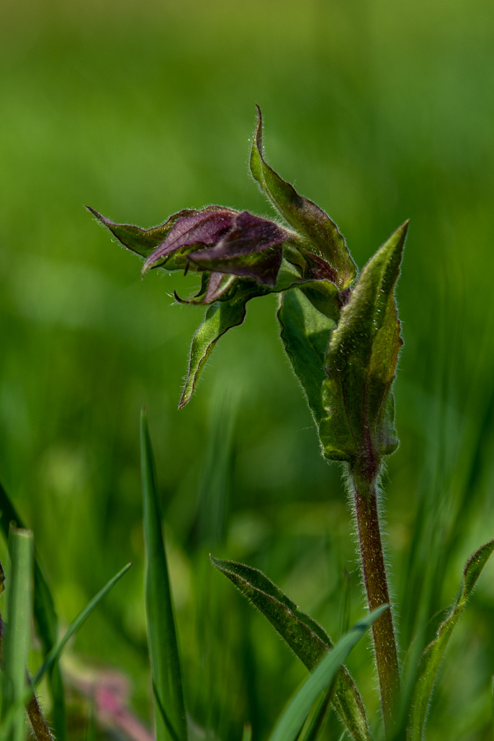 Wildblume/Wiesenblume