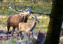 Wildbret (mit Gefege, Bast und ein Rotwildkalb)