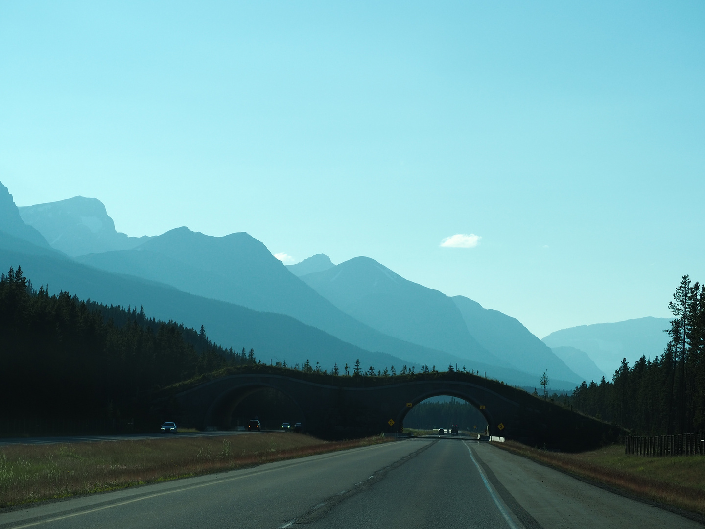 Wildbrücke bei Banff