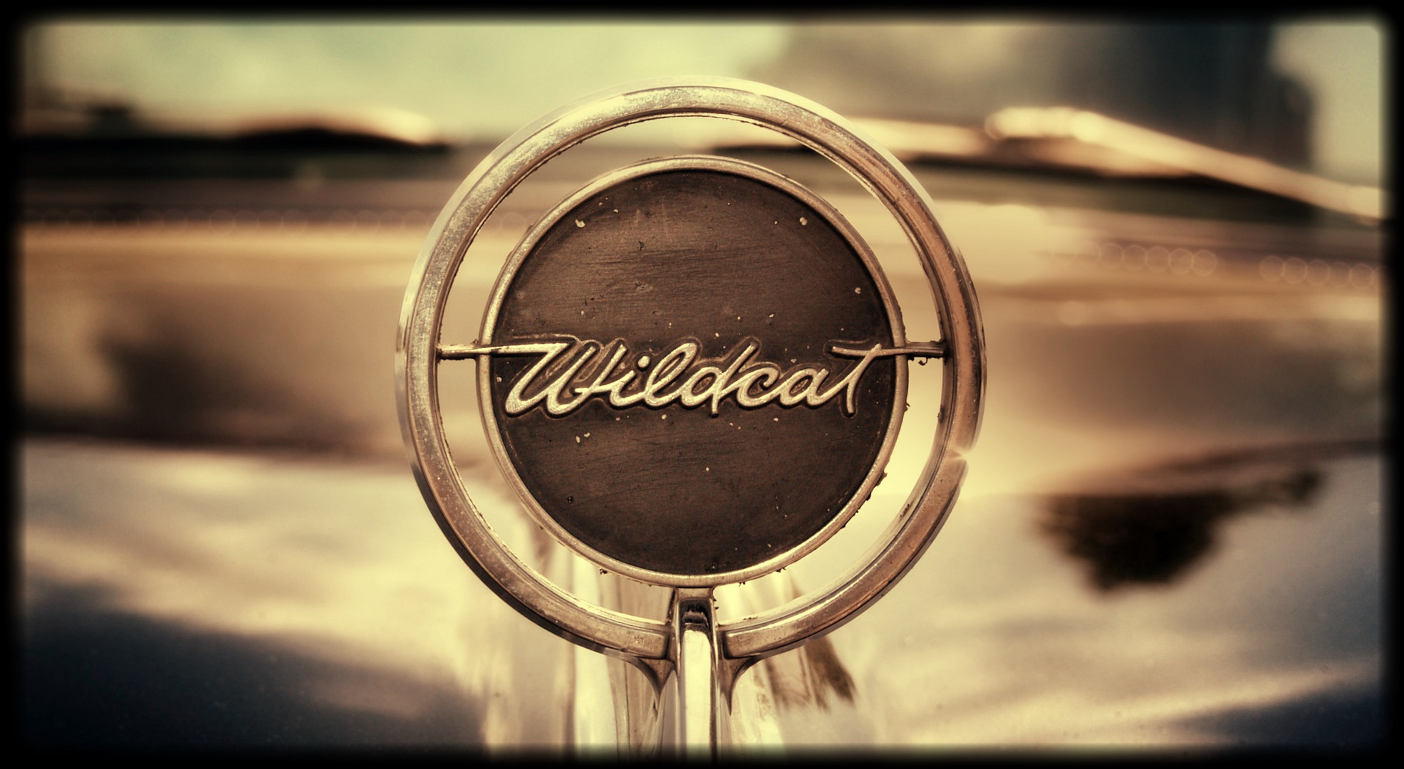 Wildcat