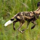 Wilddog