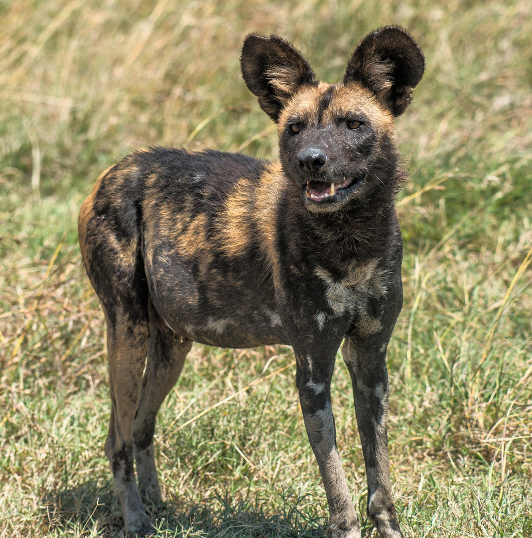 Wilddog