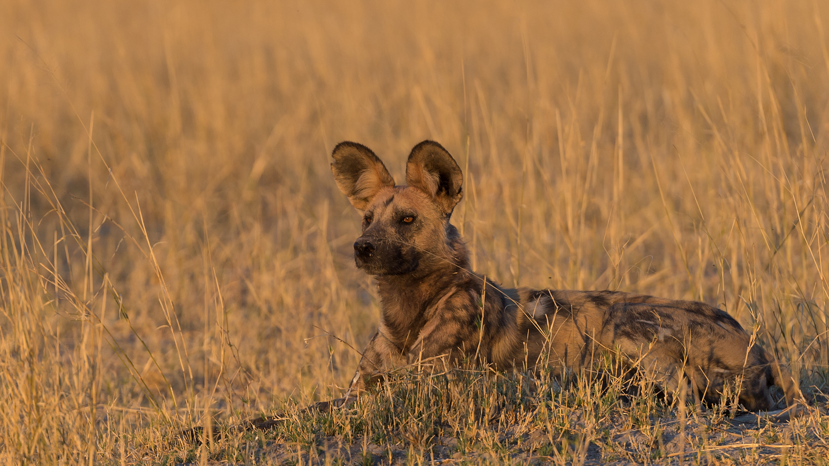 Wilddog