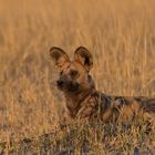 Wilddog