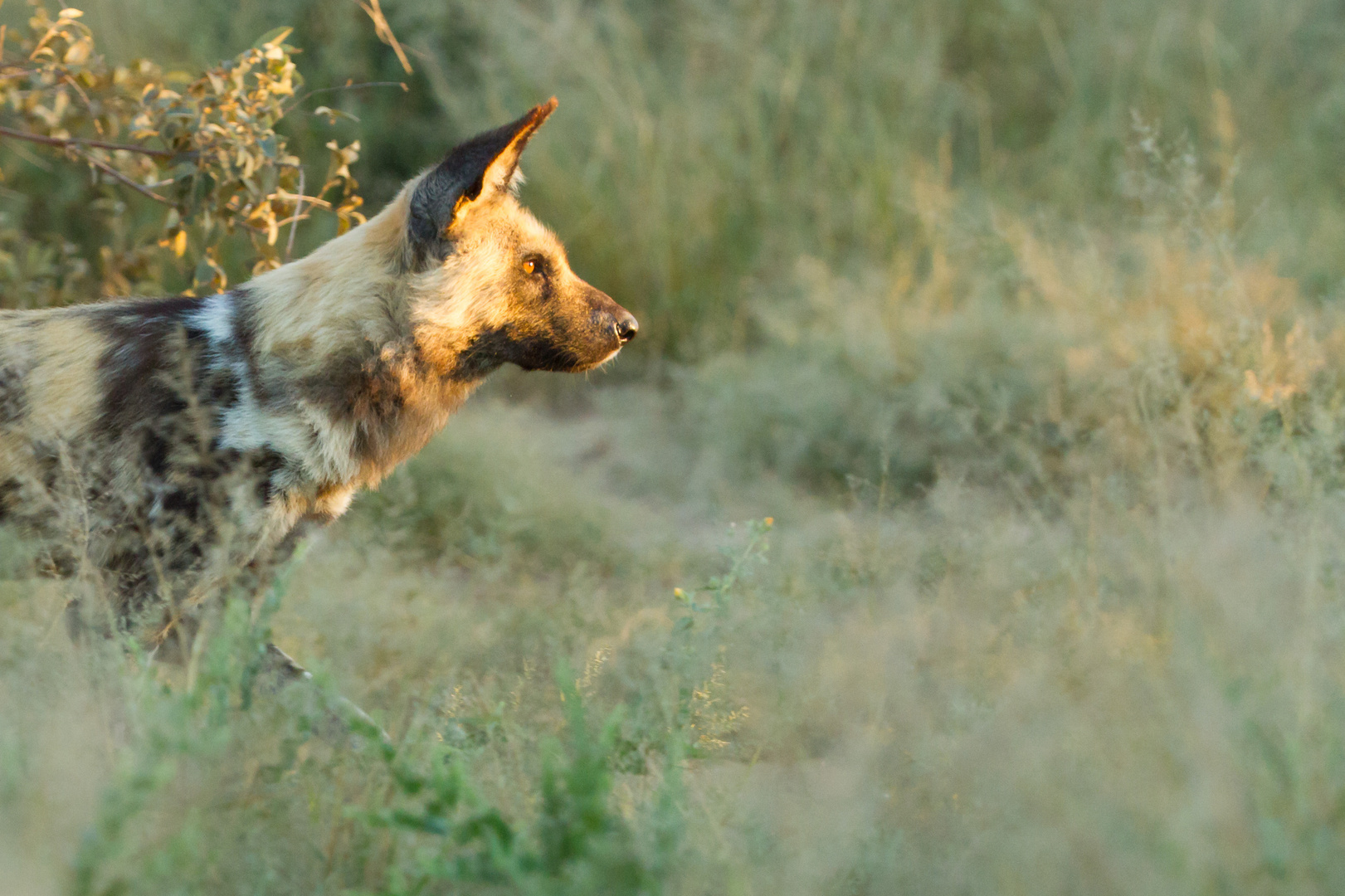 Wilddog facing the sun