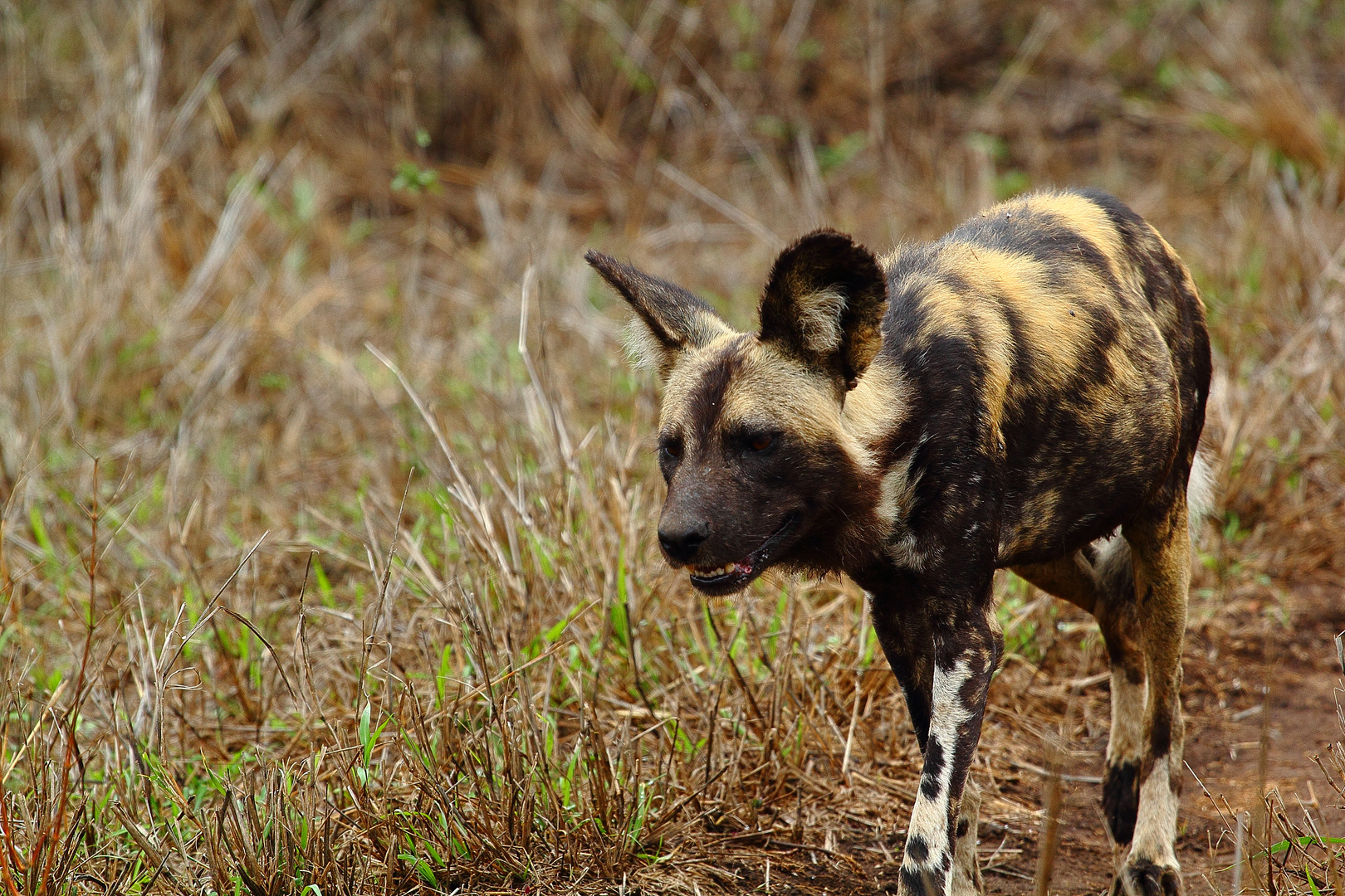 Wilddog II