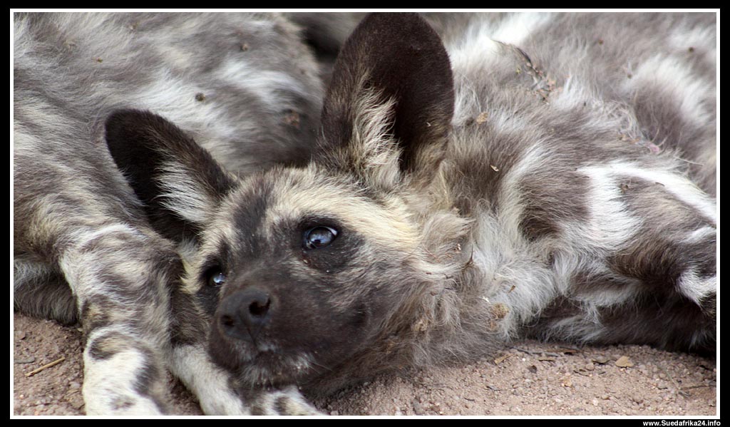 Wilddog Südafrika