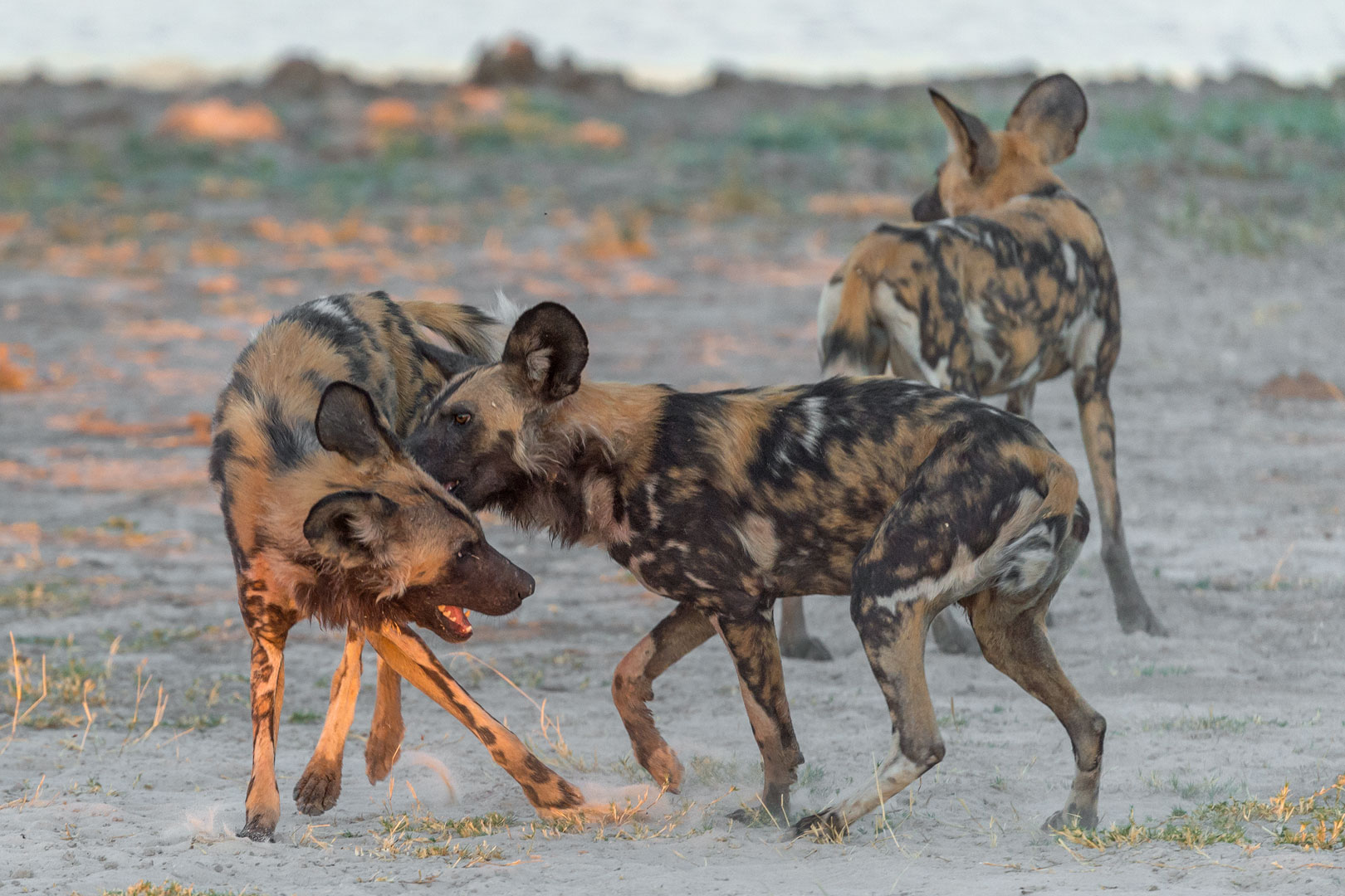 Wilddogs