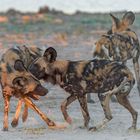 Wilddogs