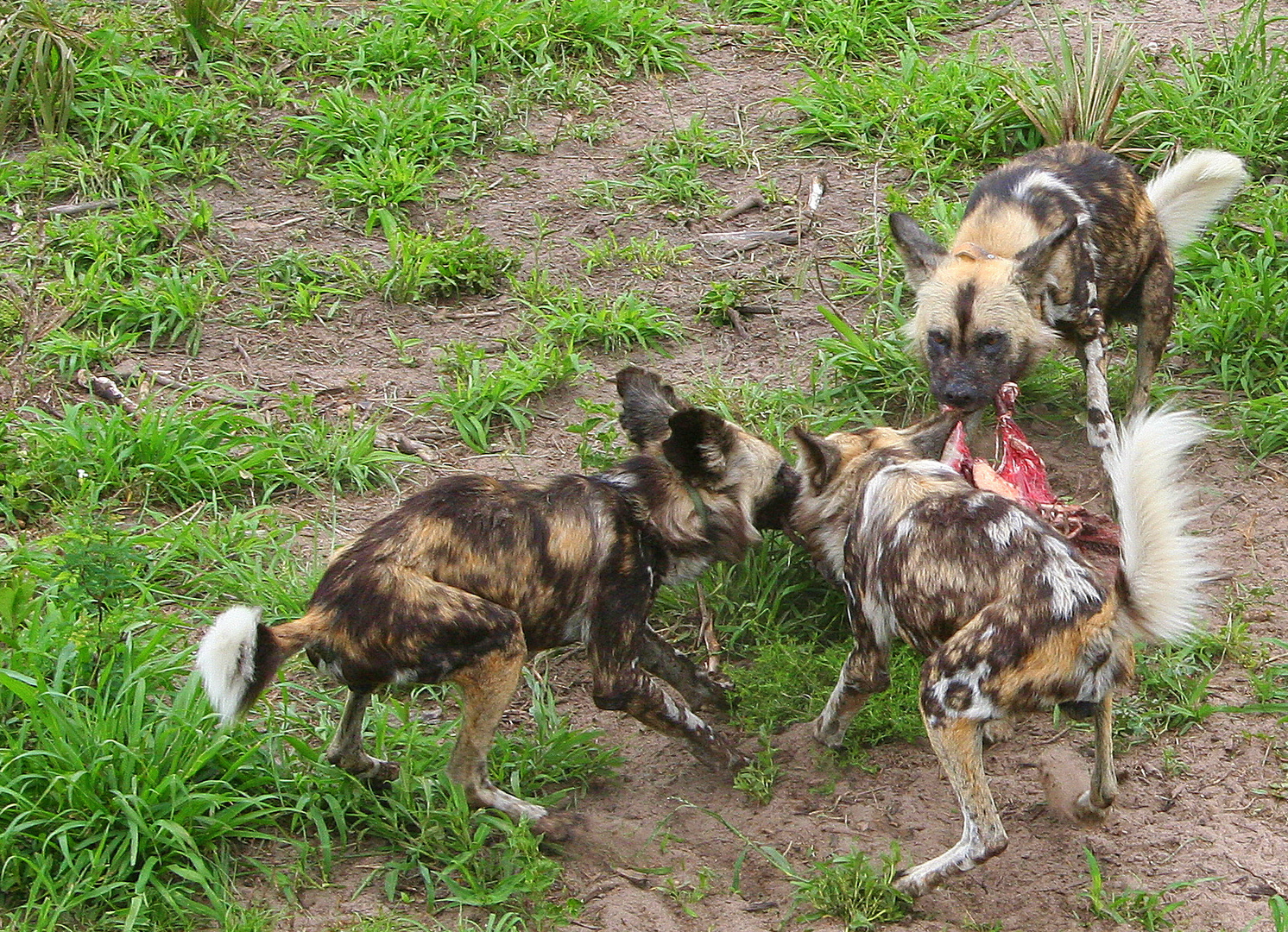 wilddogs