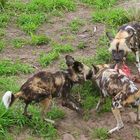 wilddogs