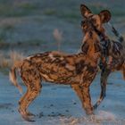 wilddogs, ein seltener und faszinierender Anblick