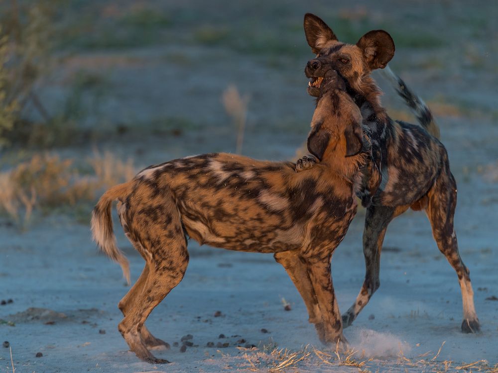 wilddogs, ein seltener und faszinierender Anblick