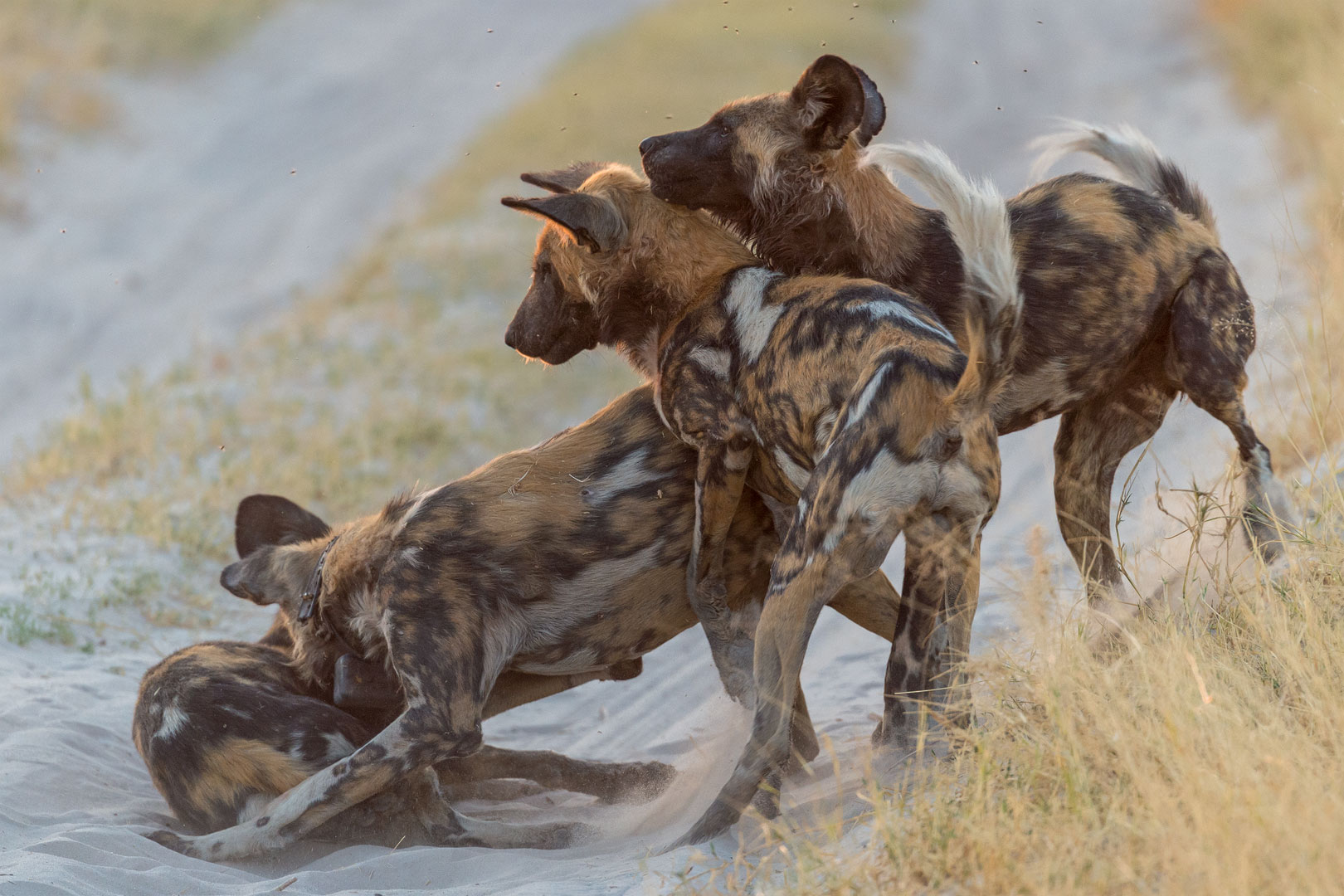 Wilddogs