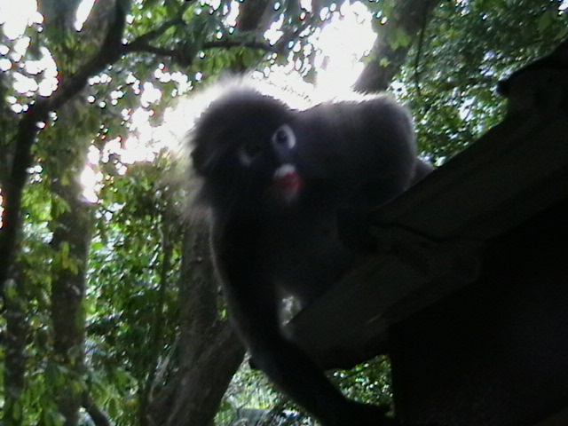 Wilde Äffchen in Malaysia