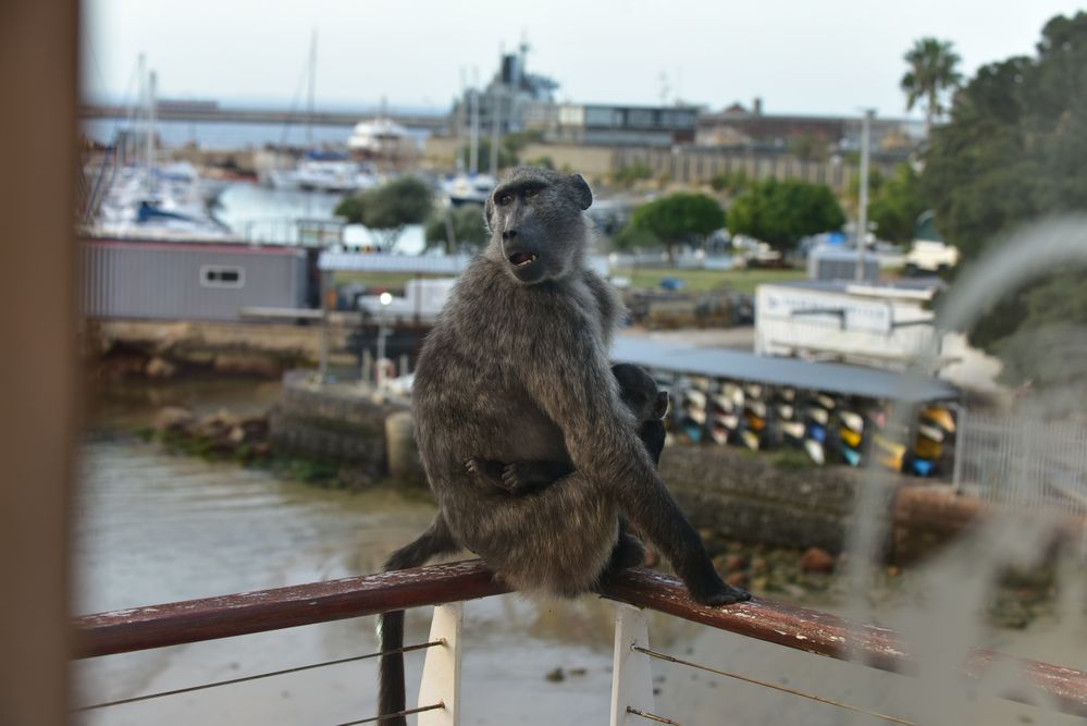 Wilde Affen auf dem Balkon des Hotels.       DSC_4928