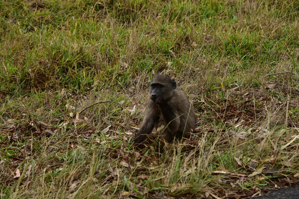 Wilde Affen in Südafrika.                    DSC_4973