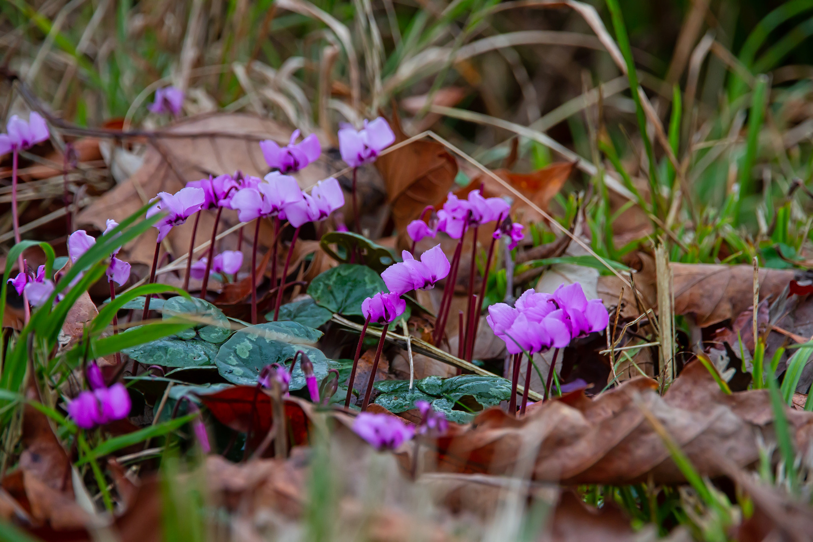 Wilde Alpenveilchen