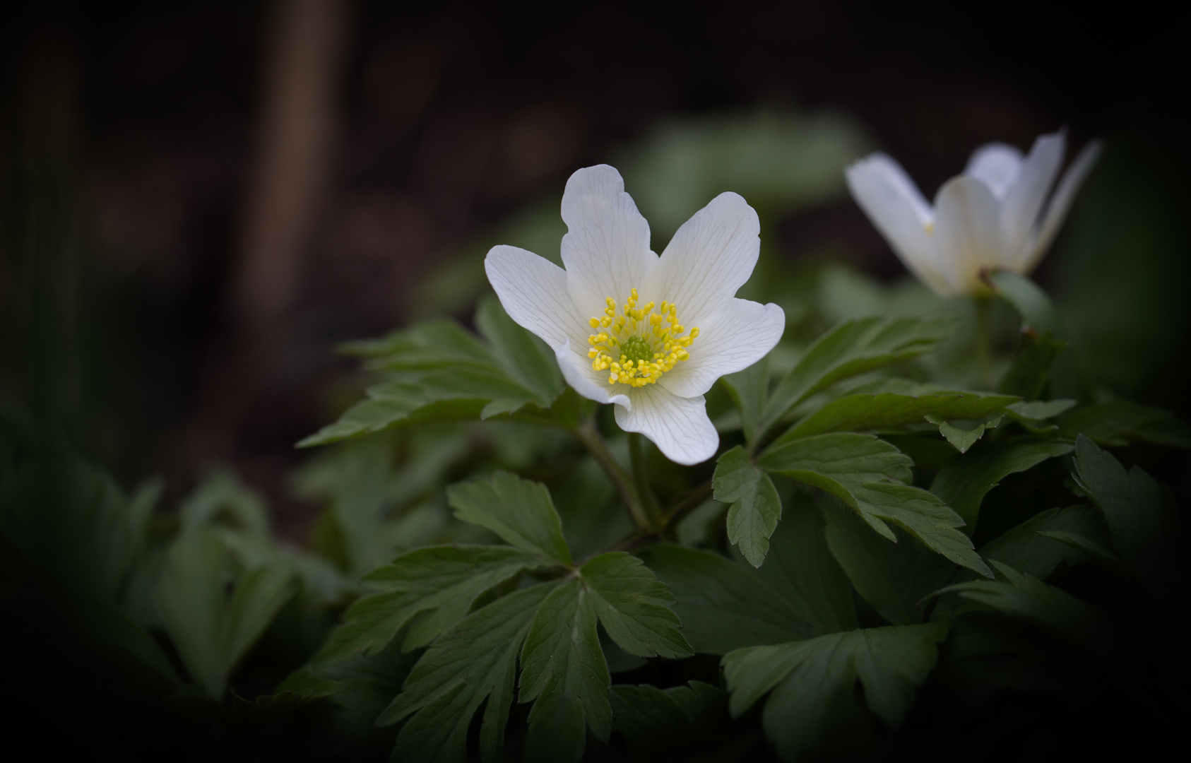 Wilde Anemonen