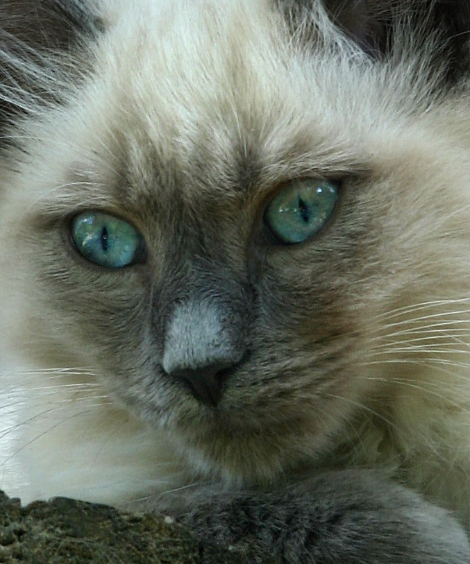 Wilde Angorra Siamese aus Korsika