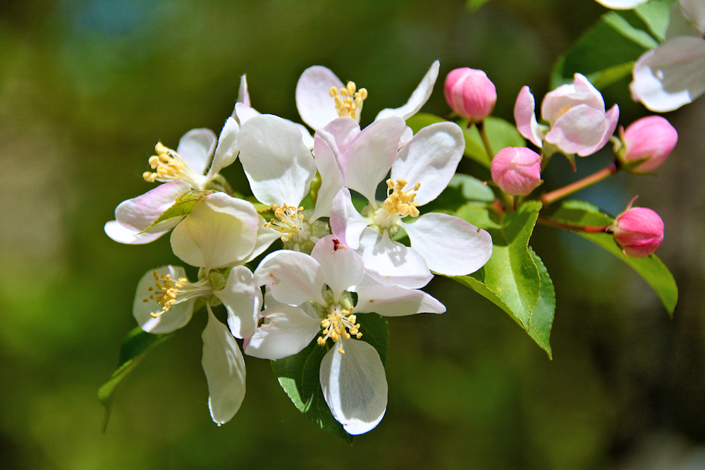 wilde apfelblüten