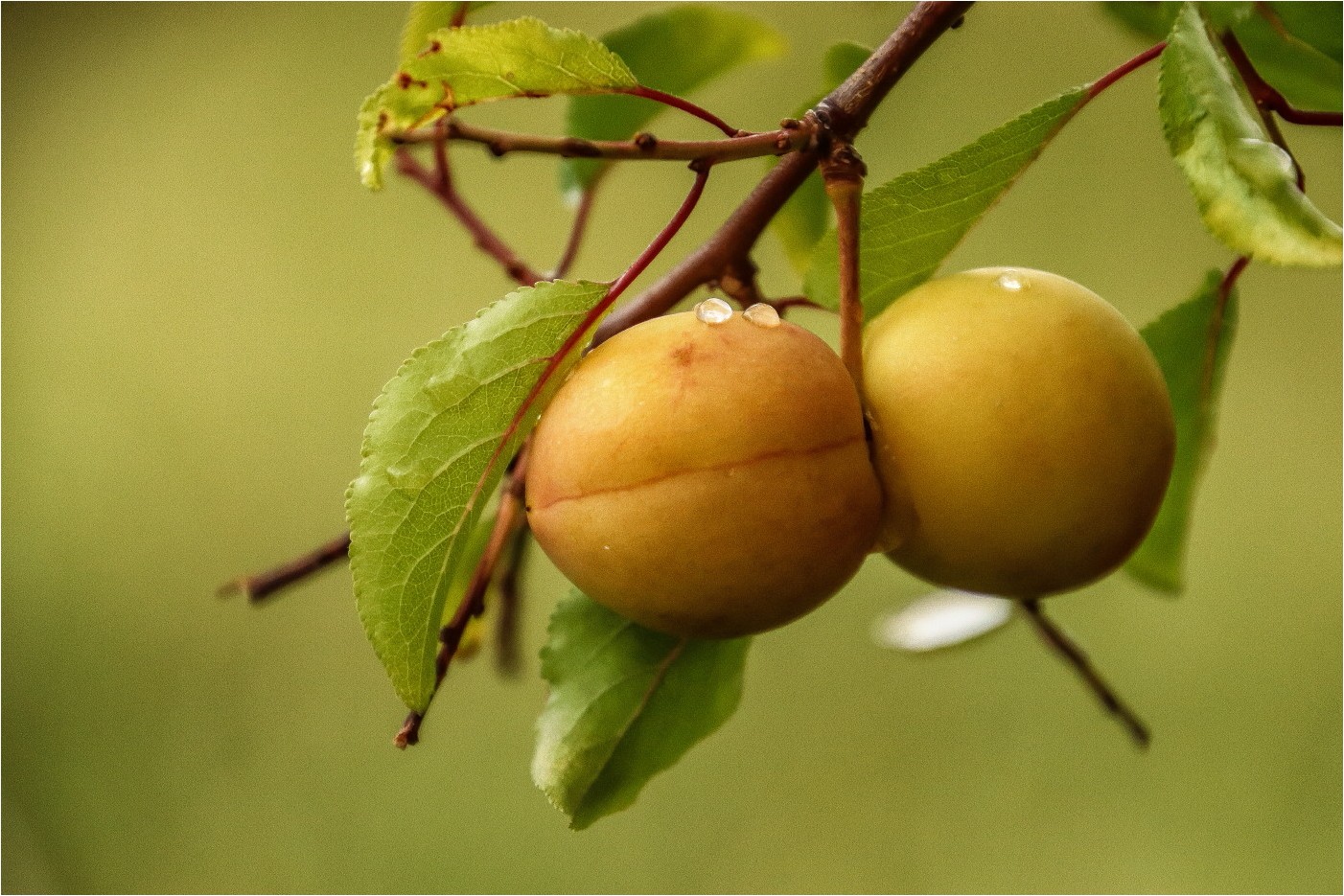 Wilde Aprikosen