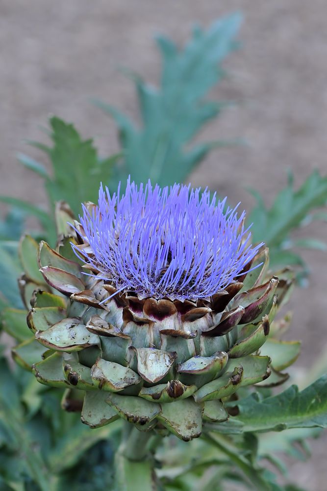 Wilde Artischocke (Cynara cardunculus)