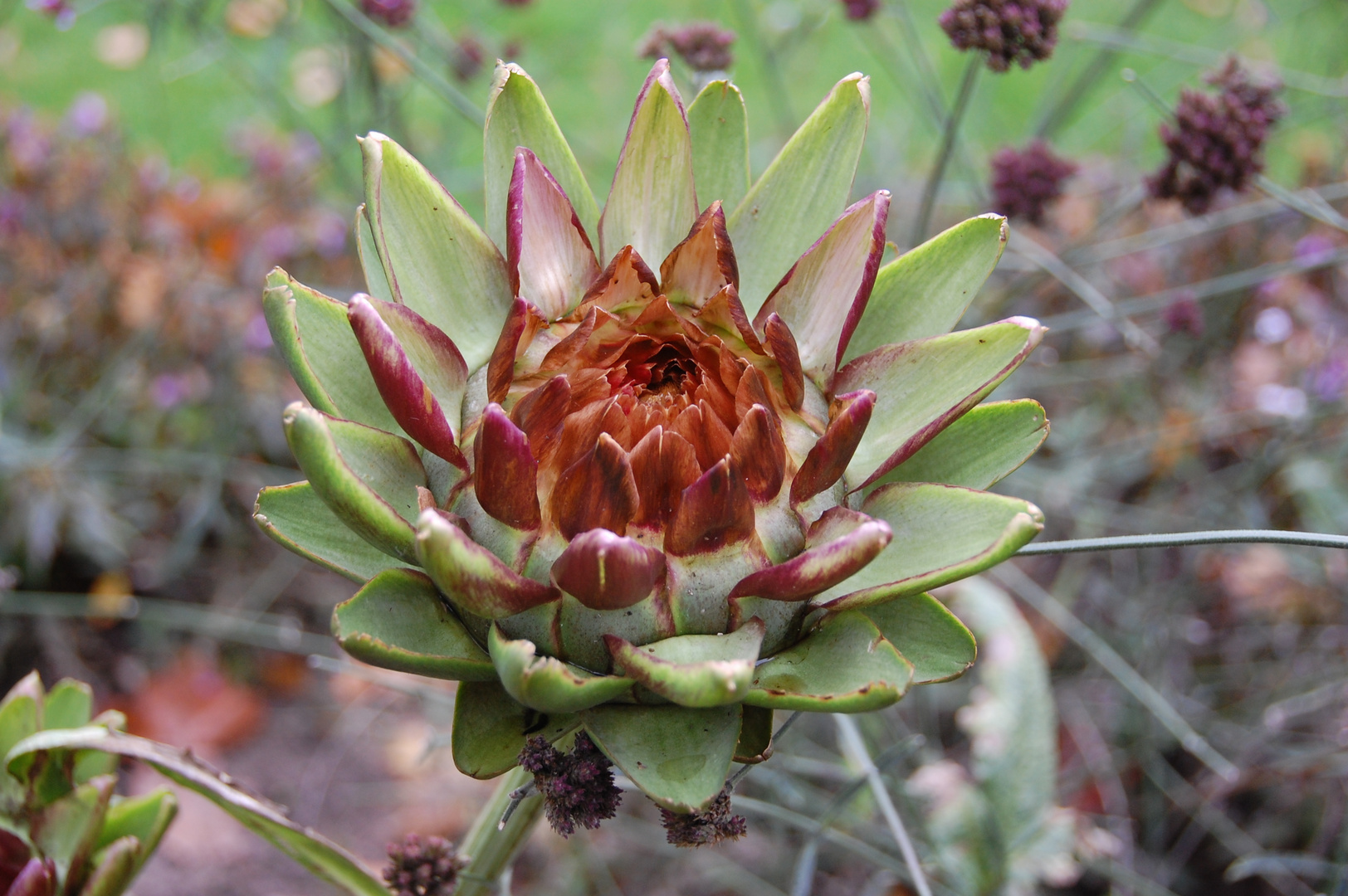 Wilde Artischocke im Herbst