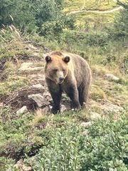 "Wilde" Bären