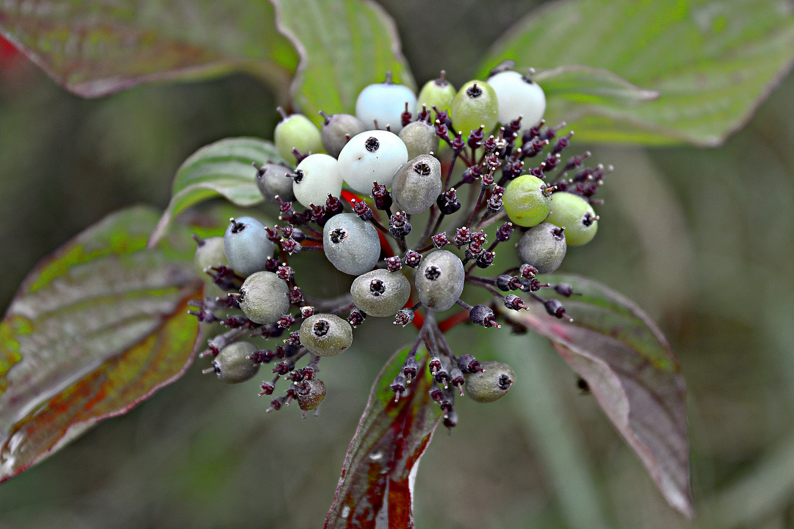 Wilde Beeren