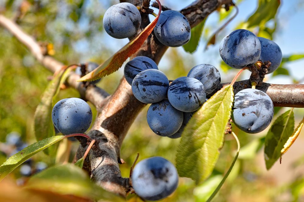 Wilde Beeren