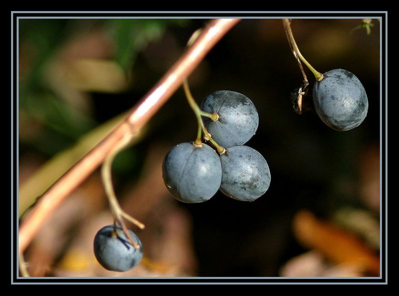 Wilde Beeren