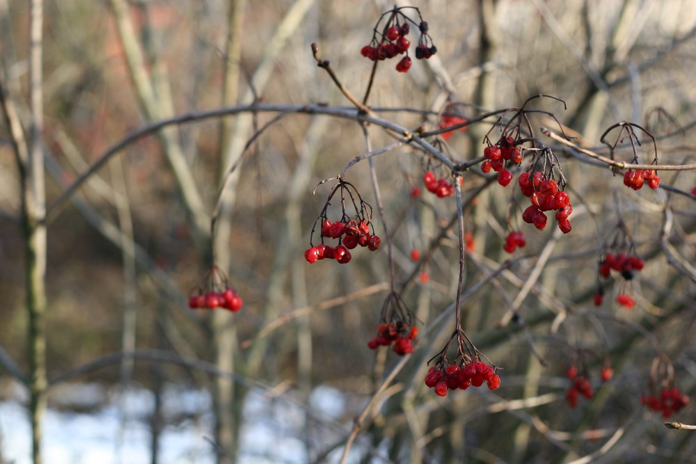 Wilde Beeren