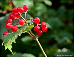 Wilde Beeren