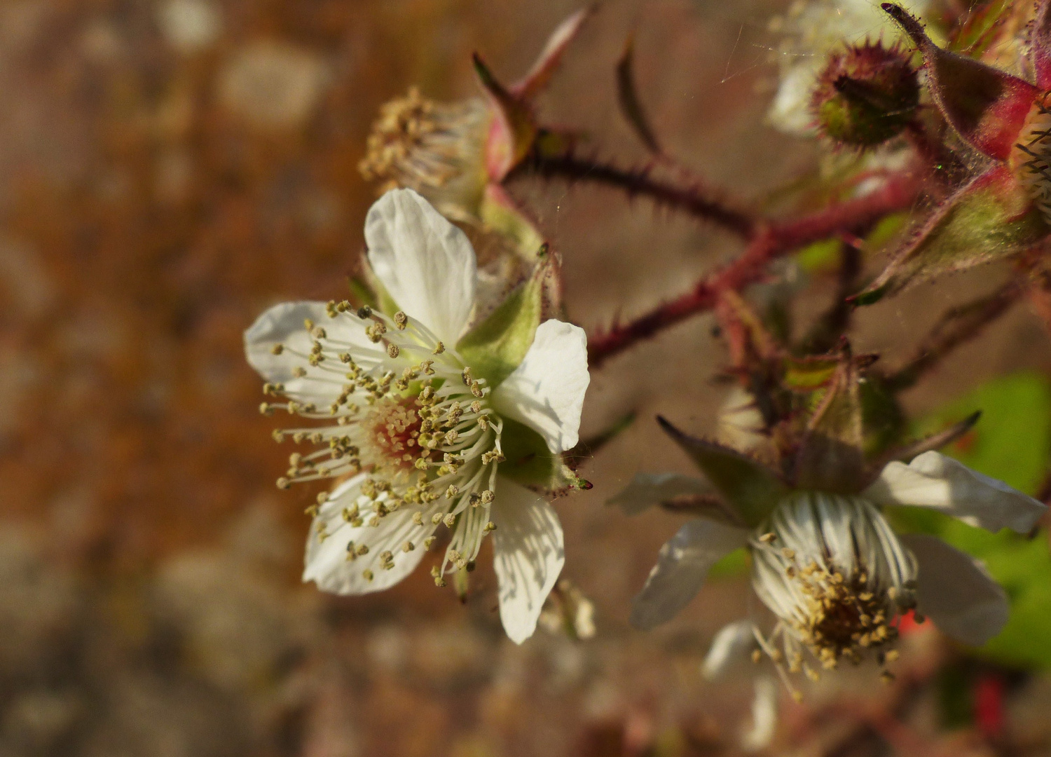 Wilde Beerenblüte am Rhein