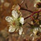 Wilde Beerenblüte am Rhein