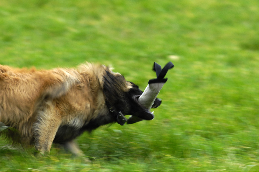 Wilde Begeisterung