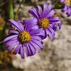 wilde Bergaster - aster amellus