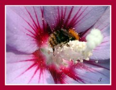 ... wilde Biene auf Hibiskus