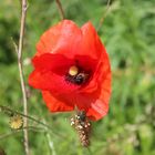 wilde Biene im Mohn