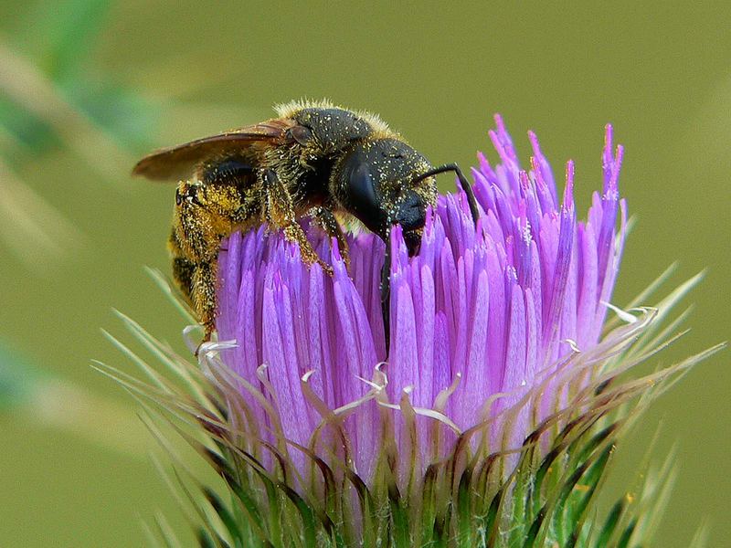 wilde Biene in Natur