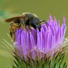 wilde Biene in Natur