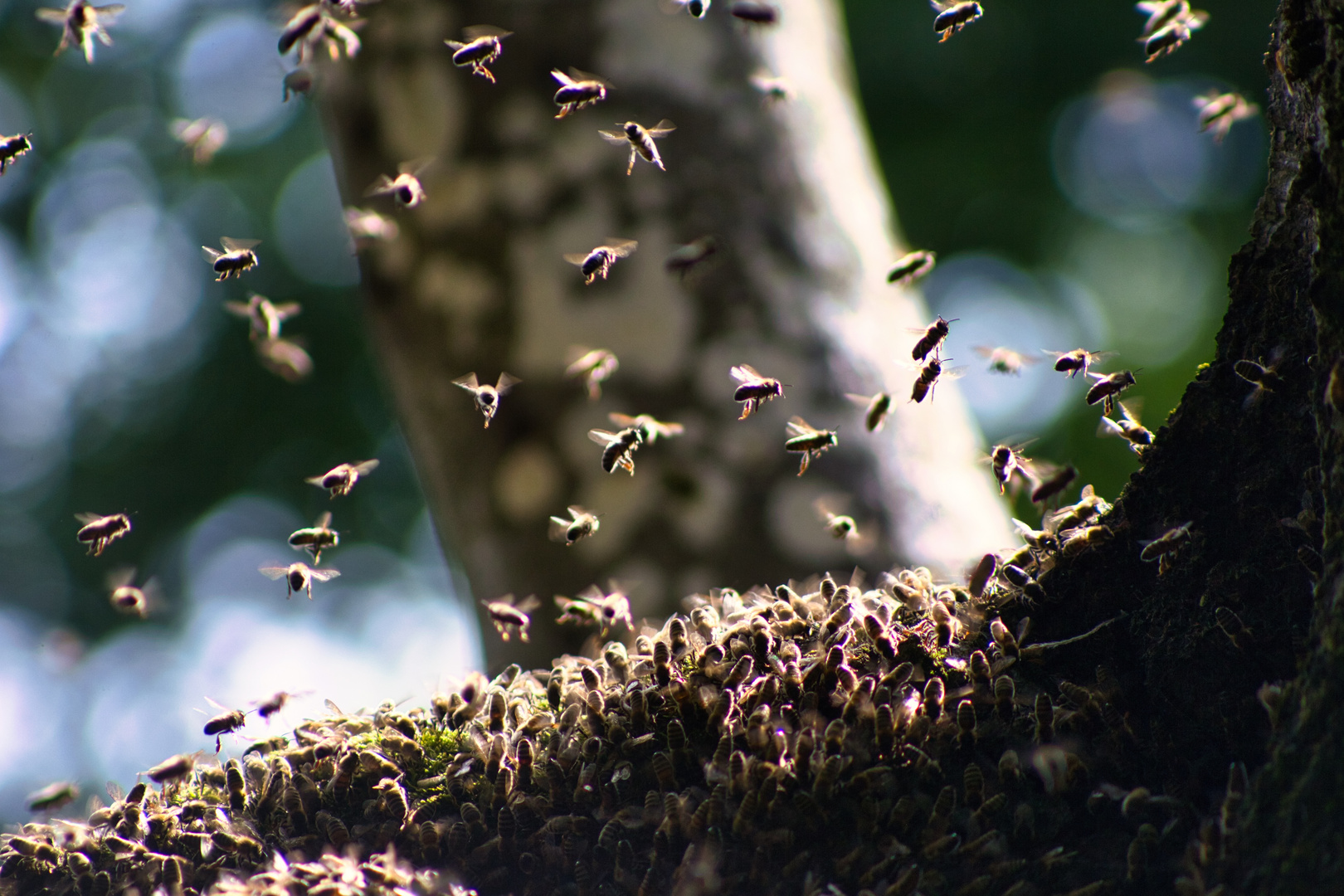 Wilde Bienen am Nest.