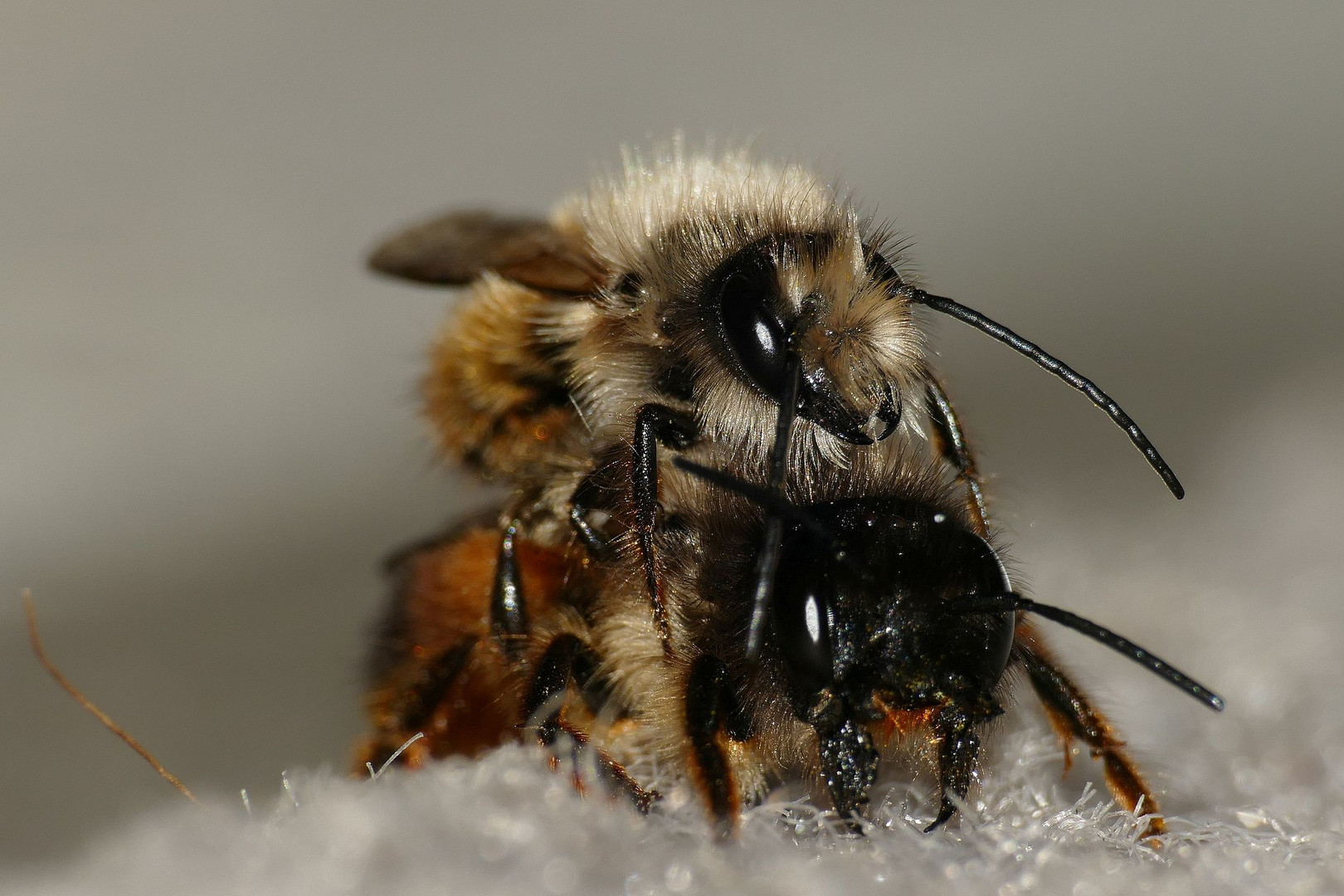 Wilde Bienen beim Liebesspiel auf unserem Balkon