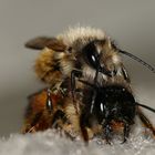 Wilde Bienen beim Liebesspiel auf unserem Balkon