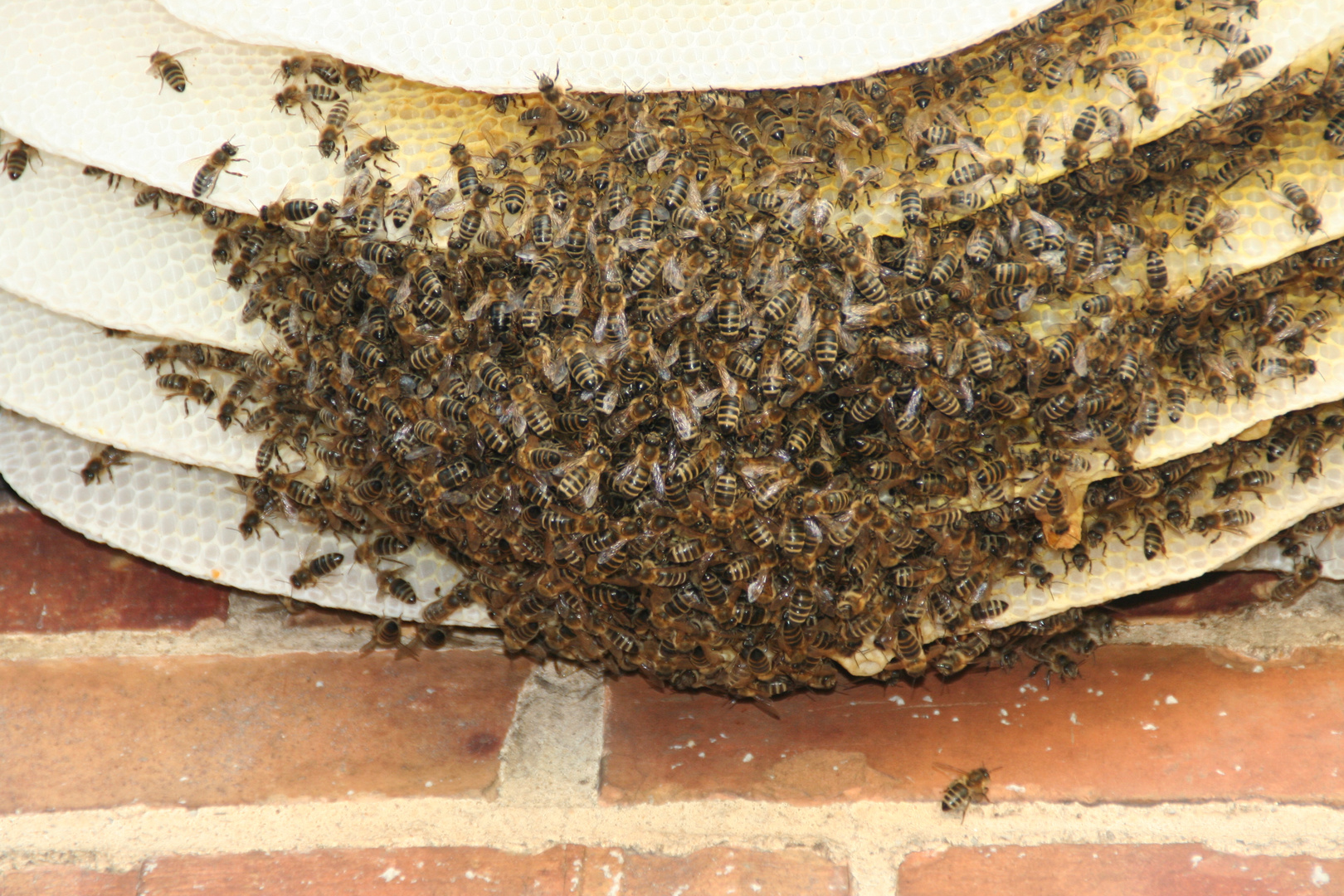 Wilde Bienen entdeckt hinter einem Stallgebäude